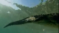 Predator Bay - Where even the greatest predators struggle for survival ( Documentary) english